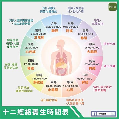 十二經絡養生時間表